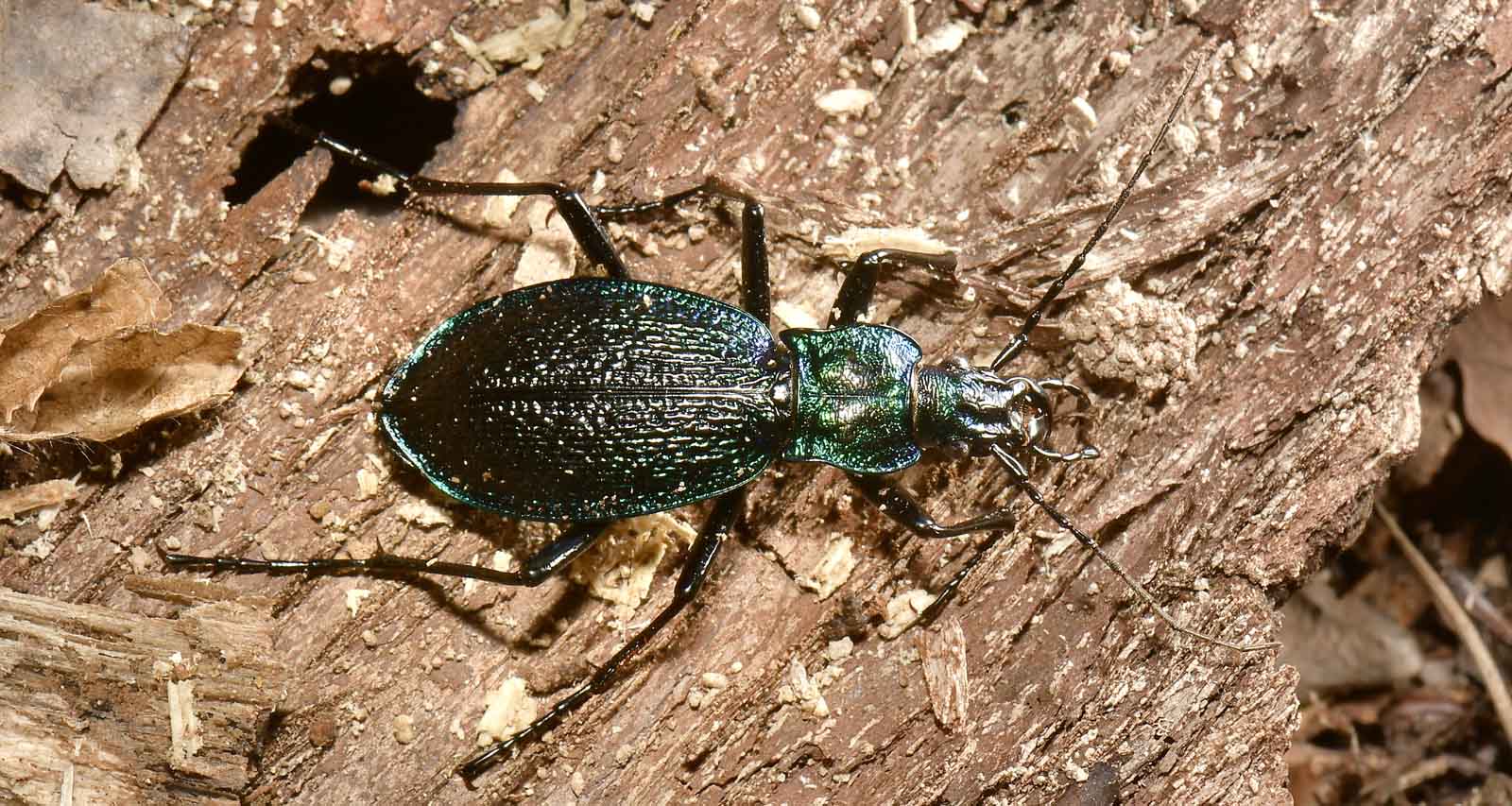 Carabidae: Carabus intricatus? S.